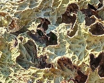 Ethically Harvested Lungwort Lichen: Natural Craft & Terrarium Supply