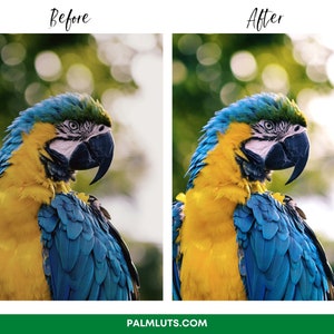 Puede incluir: Primer plano de una guacamaya azul y amarilla con un fondo verde borroso. La cabeza de la guacamaya est&aacute; girada hacia un lado y su ojo es visible.