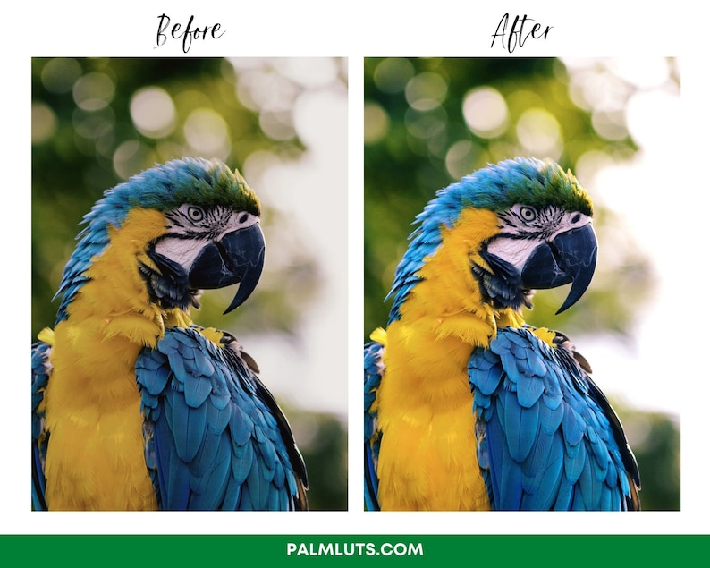 Puede incluir: Primer plano de una guacamaya azul y amarilla con un fondo verde borroso. La cabeza de la guacamaya est&aacute; girada hacia un lado y su ojo es visible.
