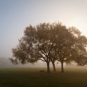 Tree in Fog