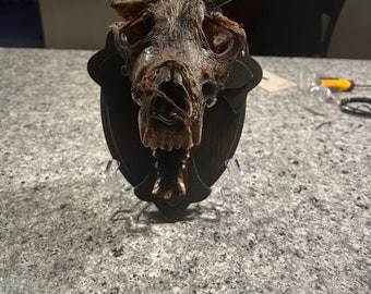 Mounted Werewolf Head with Stake