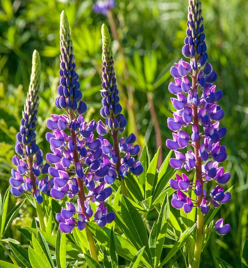 Sundial Lupine Flower Seeds Nongmo Wild Perennial Lupine Etsy