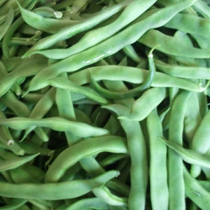 Kentucky Wonder Pole Bean Seeds - Non-GMO - Heirloom - Our Favorite Pole Bean!