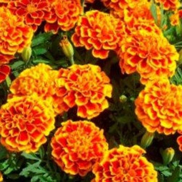 Sparky Mix French Marigold Flower Seeds - Non-GMO - Heirloom Flower Mix, Attracts Pollinators!