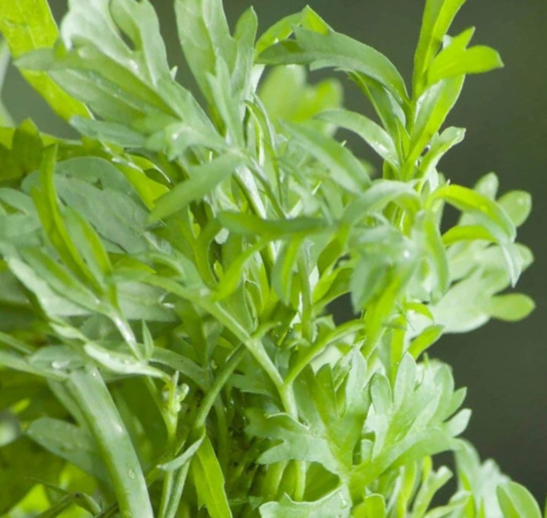 Curled Cress Herb Seeds Nongmo Heirloom Variety Pepper Cress Garden