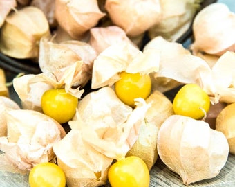 FD1420 Ground cherry Physalis alkekehgi Seeds ~1 Pack 50 Seeds~ Cute Gift A FD1420 Ground cherry Physalis alkekehgi Seeds ~1 Pack 50 Seeds~ Cute Gift A