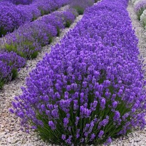 English Lavender Herb Flower Seeds Non-GMO Heirloom Variety Help Aid Sleep, Anxiety And Skin Irritations. image 3