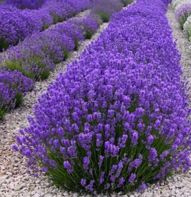 English Lavender Herb Flower Seeds Non-GMO Heirloom Variety Help Aid Sleep, Anxiety And Skin Irritations. image 3