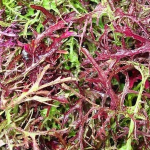 Red Streaks Mizuna Mustard Seeds - Non-GMO