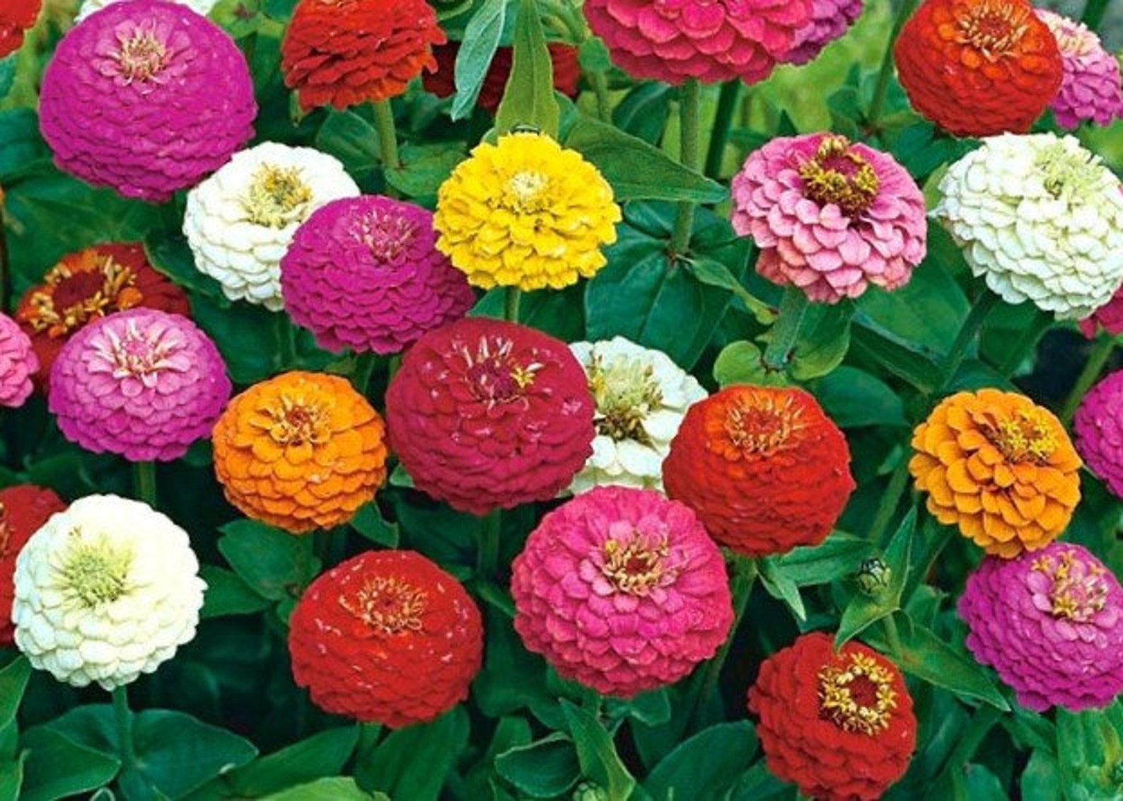 Lilliput Zinnia Flower Seed Mix Nongmo Zinnia Elegans Etsy
