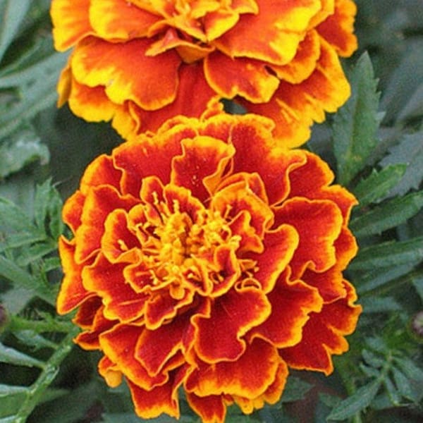 Petite Marigold Flower Seed Mix - Non-GMO - French Marigold - Tagetes patula - Keeps Many Pests Away; Use Around Tomatoes/Peppers/Etc.