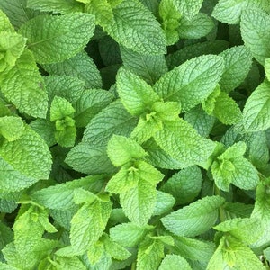 Spearmint Herb Seeds - Non-GMO - Heirloom - Indoor/Outdoor Gardening - Attracts Bees!