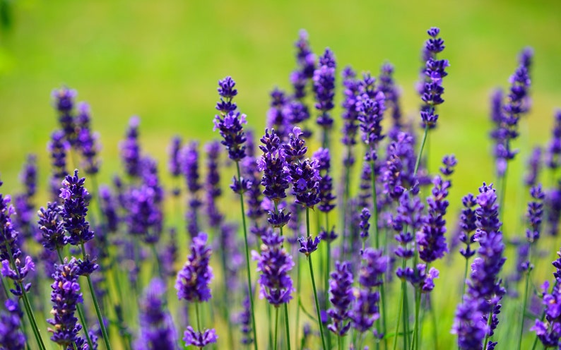 English Lavender Herb Flower Seeds Non-GMO Heirloom Variety Help Aid Sleep, Anxiety And Skin Irritations. image 2