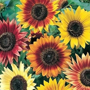 Autumn Beauty Sunflower Seeds - Non-GMO - Heirloom - Helianthus Annuus - Premium Multi-colored Sunflower Mix - Fall Colors!