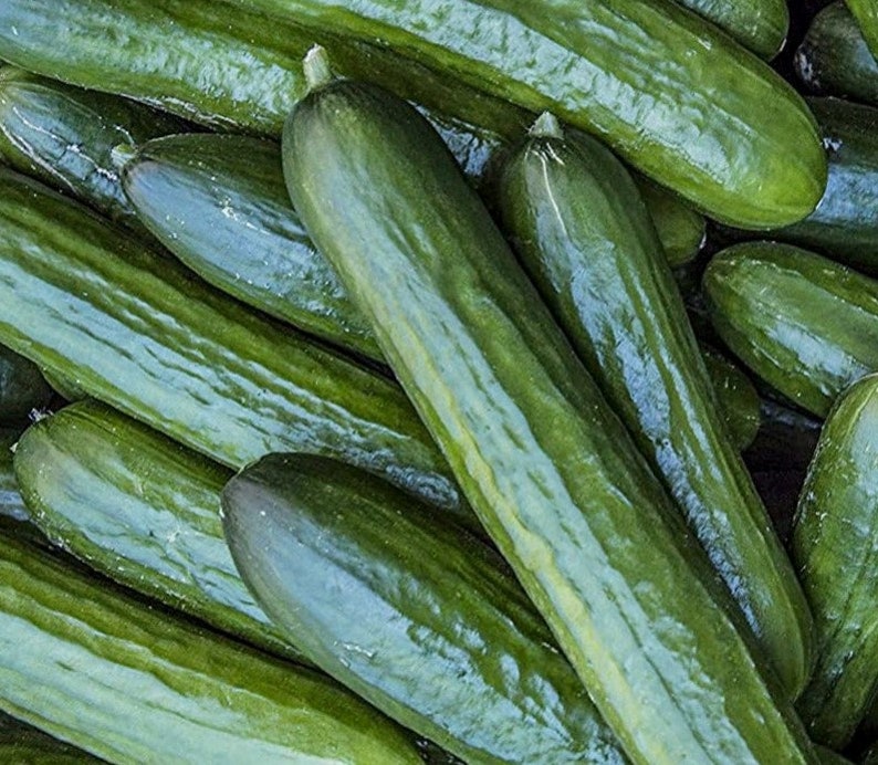 Tendergreen Burpless Cucumber Seeds Nongmo Heirloom Sweet Flavor Our