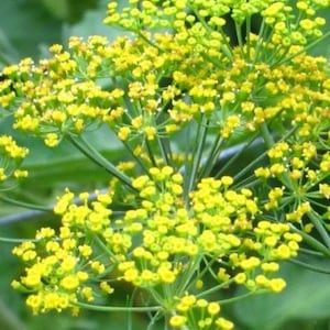 Bouquet Dill Herb Seeds - Non-GMO - Heirloom