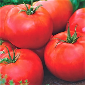 Beefsteak Slicing Tomato Seeds - Heirloom - Indeterminate Variety - Non-GMO - Huge 1-2lb. Sandwich Tomatoes