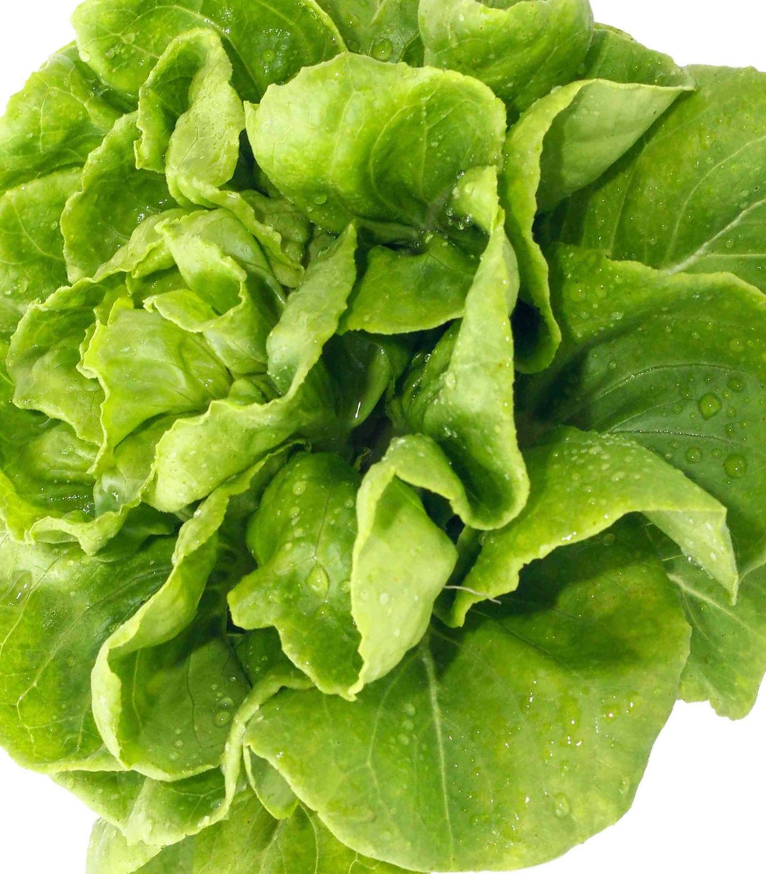 Butterhead Buttercrunch Leaf Lettuce Seeds Nongmo Heirloom Our