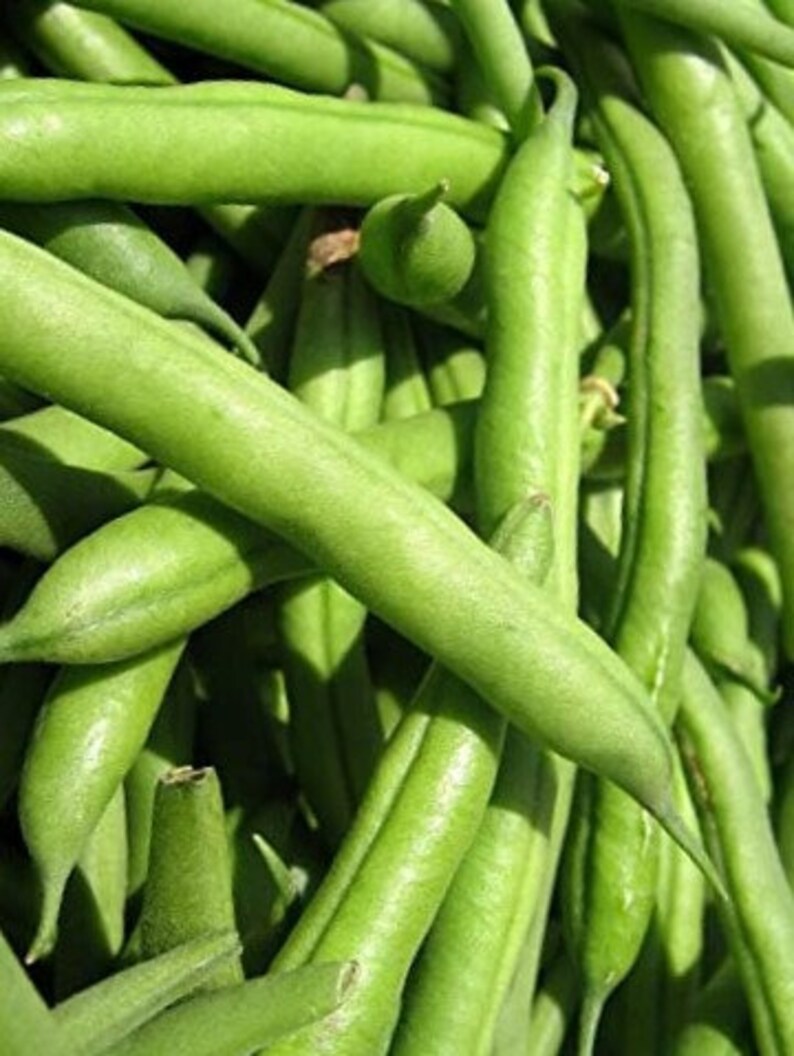 Jade Green Bean Seeds Nongmo Heirloom Excellent Size Etsy