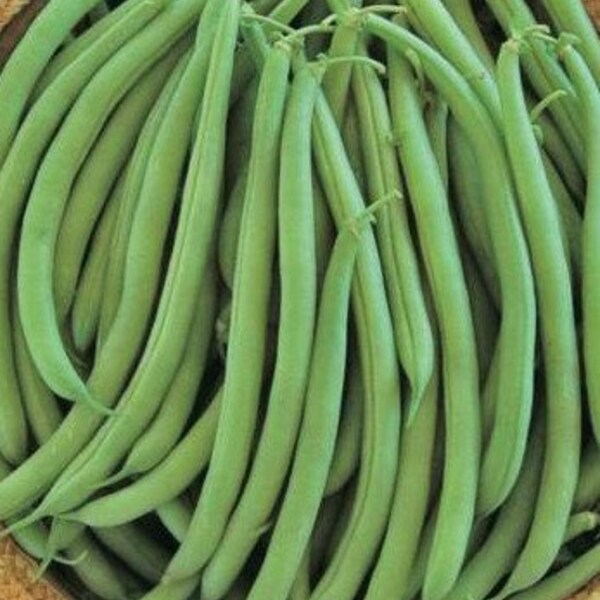 Green Bean Seeds - Etsy