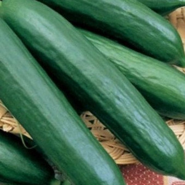 Tendergreen Burpless Cucumber Seeds - Non-GMO - Heirloom - Sweet Flavor! Our Best Selling Cuke. Great For Salads Or Eating Fresh!