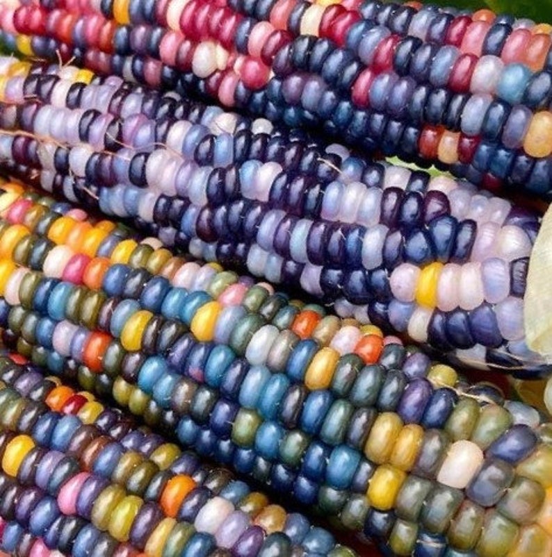 Glass Gem Popcorn Corn Seeds Nongmo Gem Corn Decorative Etsy