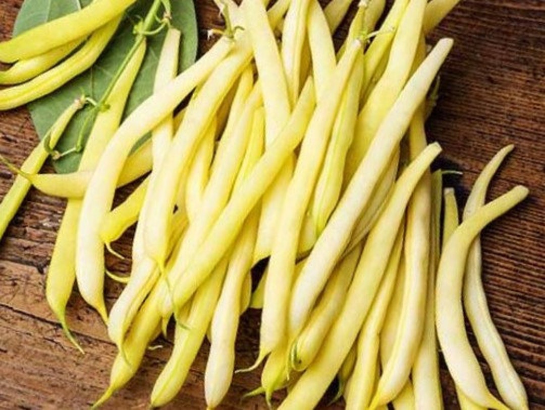 Top Notch Golden Wax Bush Bean Seeds Heirloom & Nongmo Terrific