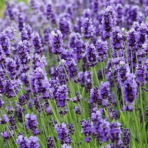 English Lavender Herb Flower Seeds Non-GMO Heirloom Variety Help Aid Sleep, Anxiety And Skin Irritations. image 1