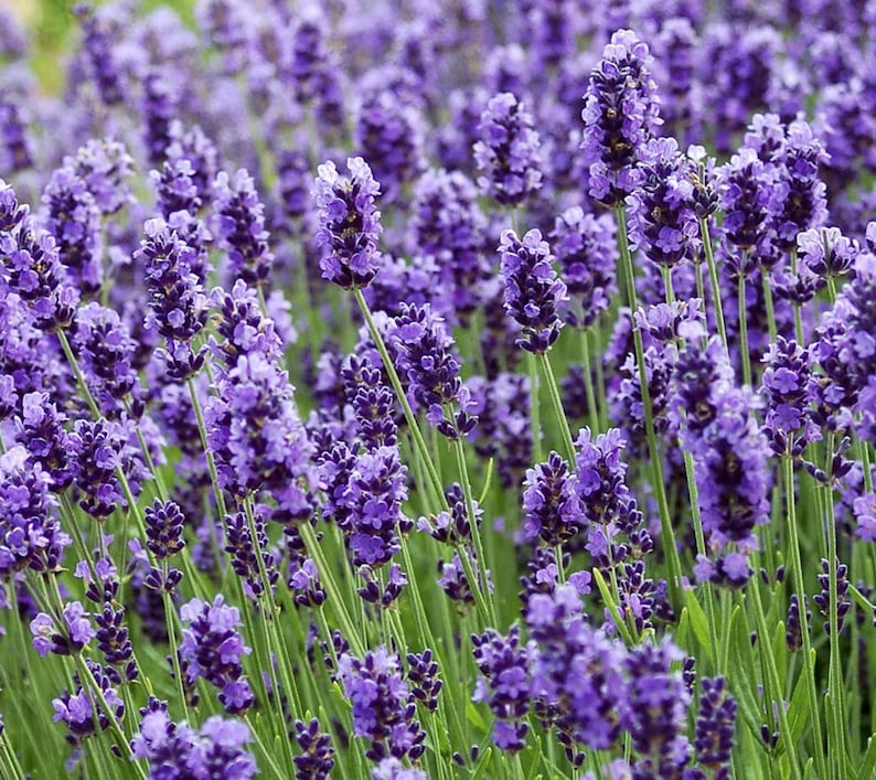 English Lavender Herb Flower Seeds Non-GMO Heirloom Variety Help Aid Sleep, Anxiety And Skin Irritations. image 1