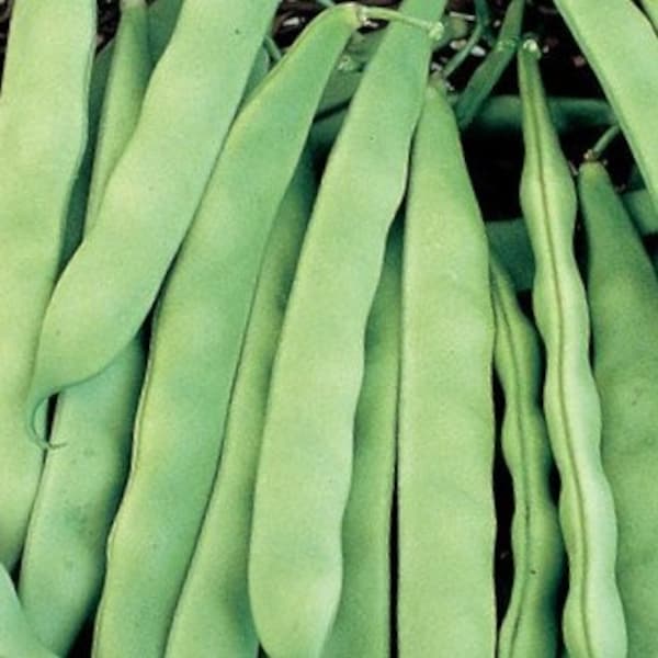 Roma II Italian Bush Bean Seeds - Non-GMO - Heirloom - Our Family's Favorite Variety!