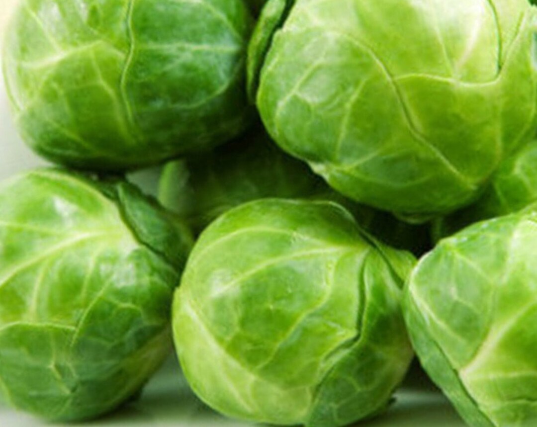 thumbnail image 2 of Long Island Brussel Sprout Seeds – Organic, Non-GMO, Heirloom – Back To Nature Seed Co. 2 of 6