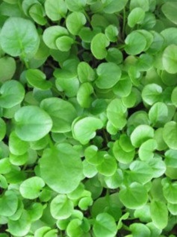  Cress Seeds, 200+ Upland, Heirloom, Non GMO Seeds, Barbarea  Verna : Patio, Lawn & Garden