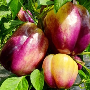 Lilac Sweet Bell Pepper Seeds - Non-GMO - Heirloom - Lavender Peppers