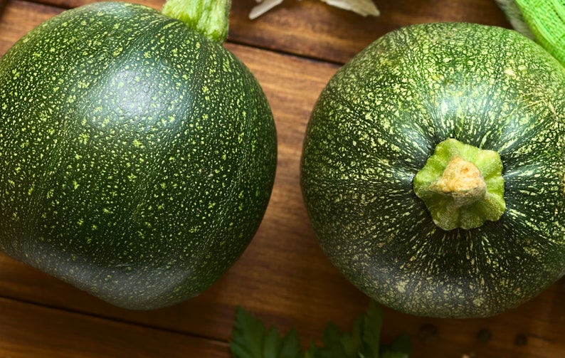 Round Zucchini Eight Ball Summer Squash Seeds Nongmo Will Etsy