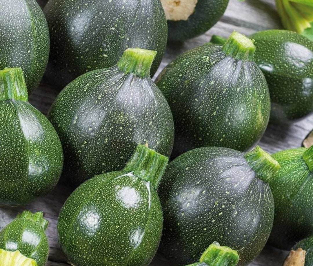 Round Zucchini Eight Ball Summer Squash Seeds Nongmo Will Grow A Ton of Fruits. Great for