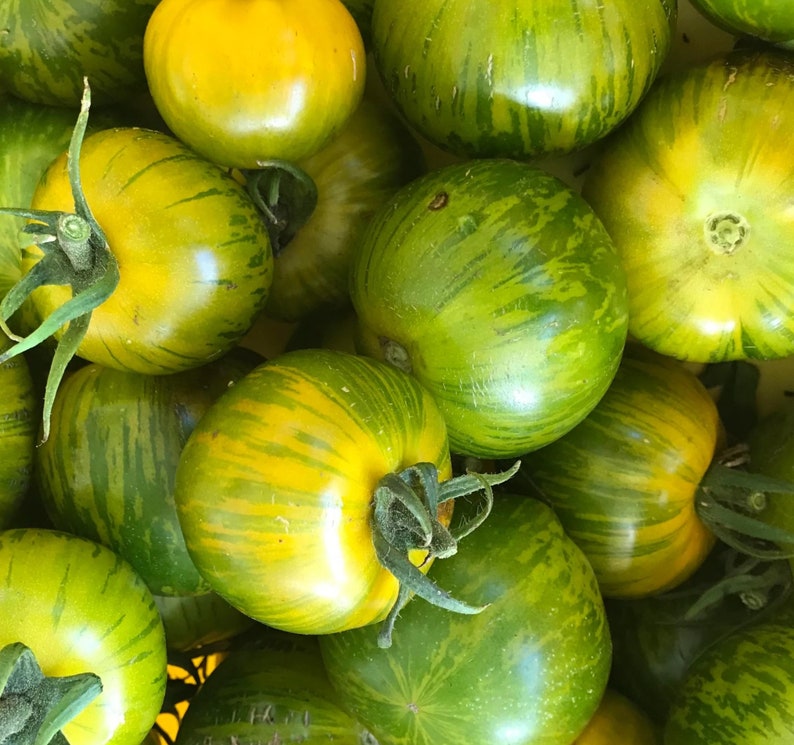 Green Zebra Tomato Seeds Indeterminate Variety Nongmo Etsy