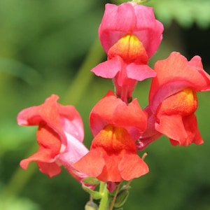 Garden Snapdragon Flower Seeds - Non-GMO - Heirloom - Maximum Mix - Antirrhinum Majus Maximum