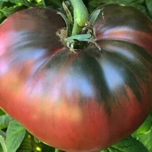 Cherokee Purple Tomato Seeds - Organic - Heirloom - Indeterminate Variety - Non-GMO