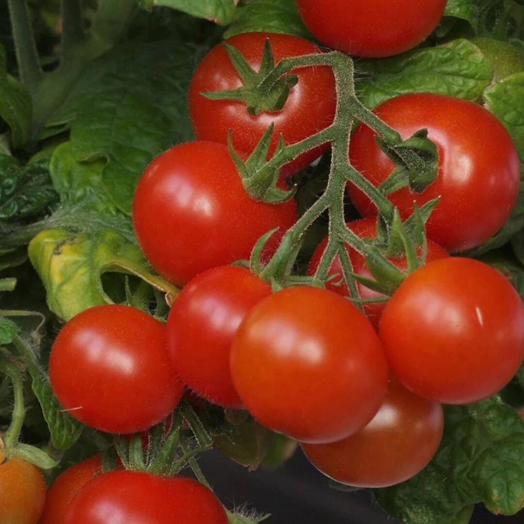 Tiny Tim Tomato Seeds Nongmo Heirloom Determinate Excellent for