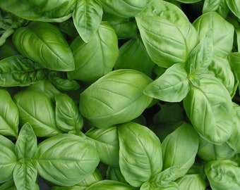 Genovese Basil Herb Seeds - Non-GMO - Preferred By Chefs; Bold And Savory Flavors. Our Most Popular Herb!