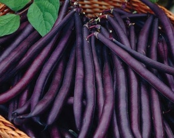 Royal Burgundy Bean Seeds - Non-GMO - Heirloom - Purple Bush Beans / Purple Queen