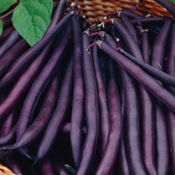 Royal Burgundy Bean Seeds - Non-GMO - Heirloom - Purple Bush Beans / Purple Queen