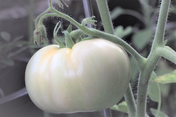 White Wonder Beefsteak Tomato Seeds Heirloom Non-gmo Indeterminate