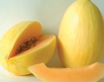 Honeydew Green Melon Seeds NON-GMO Heirloom Fresh Garden - Etsy
