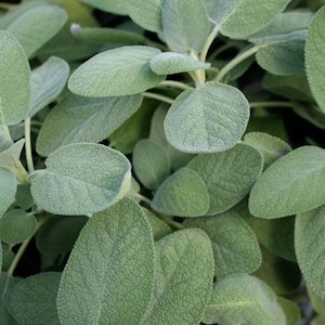 Broad Leaved Sage Herb Seeds - Non-GMO - Heirloom - Salvia Officinalis