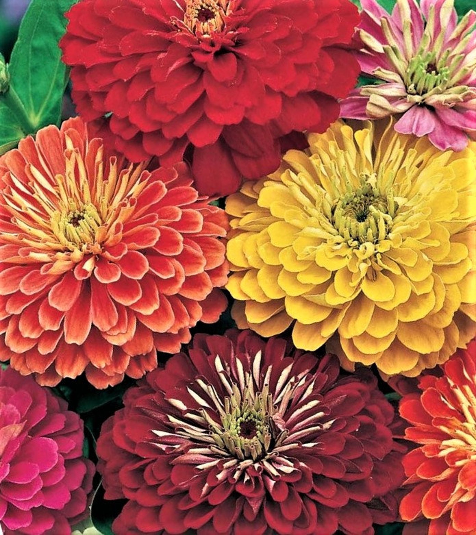 California Giant Zinnia Seed Mix Nongmo Zinnia Elegans Etsy