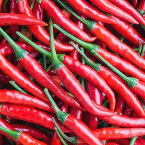 Long Red Cayenne Pepper Seeds - Non-GMO - Heirloom - Hot & Zesty Pepper! Wonderful For Sauces. Dry For Fresh Cayenne Pepper Flakes!