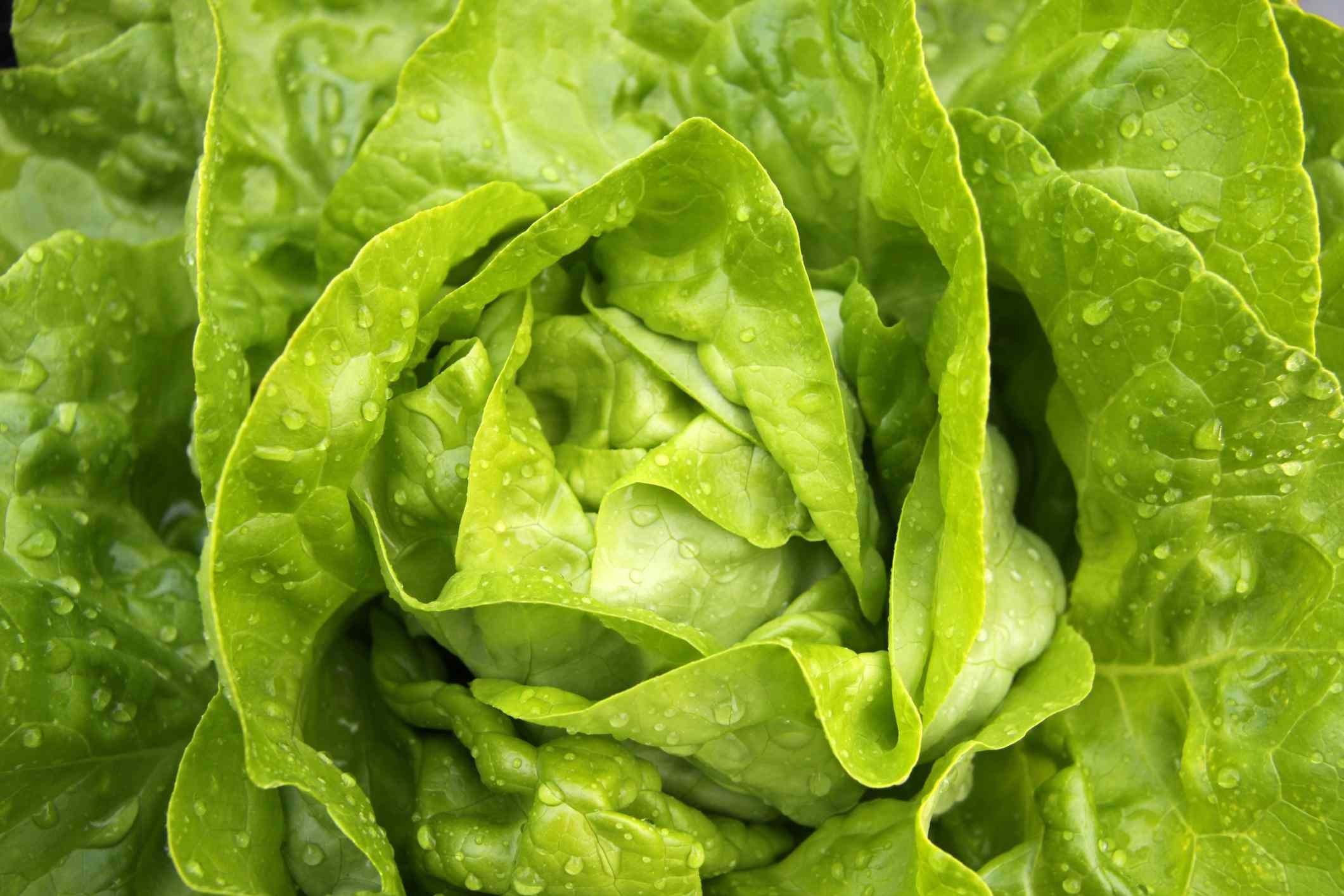 Butterhead Buttercrunch Leaf Lettuce Seeds Nongmo Etsy