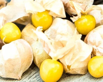 Aunt Molly's Husk Cherry Seeds - Organic - Non-GMO - Ground Cherry / Cape Gooseberry - Sweet And Zesty - Pineapple And Tangerine Flavors!