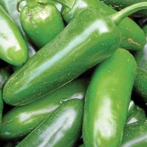 Jalapeno M Pepper Seeds - Non-GMO - Our Favorite Everyday Eating Peppers! Great Fresh, Cooked/Grilled, Or Canned. Just The Right Heat!